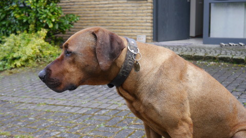 Bild "henk_als_schlammketscher_01.jpg"