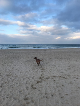 Bild "Henkabenteuer:henk_am_ostseestrand_2017_01.jpg"