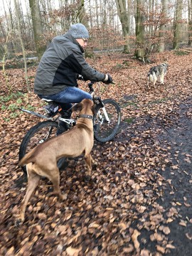 Bild "Henkabenteuer:henk_auf_dem_kreuzweg_02.jpg"