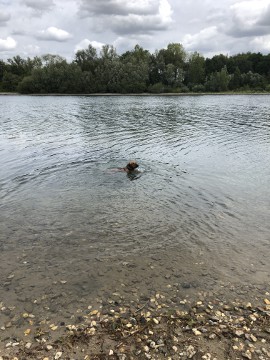 Bild "Henkabenteuer:henk_im_auesee_2019_01.jpg"