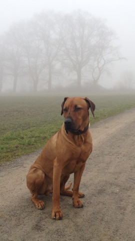 Bild "henk_im_nebel_03.jpg"