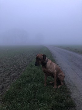 Bild "Henkabenteuer:henk_im_nebel_04.jpg"