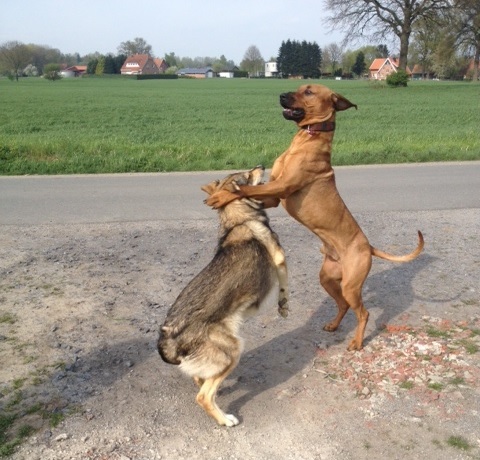 Bild "henk_und_damon_03.JPG"