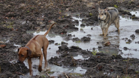 Bild "henk_und_damon_05.jpg"