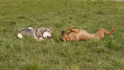 Bild "henk_und_damon_06.jpg"