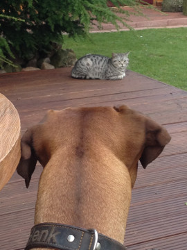 Bild "Henkabenteuer:henk_und_kater_tom_01.jpg"
