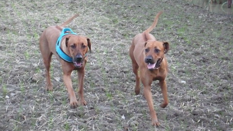 Bild "henk_und_lana_06.jpg"