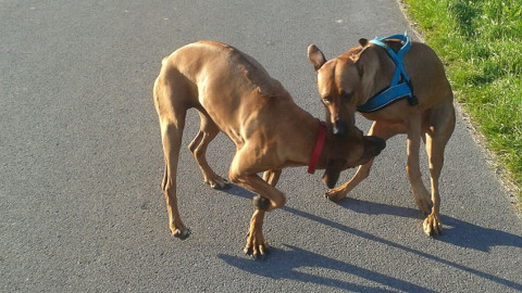 Bild "henk_und_ronja_01.jpg"