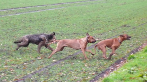 Bild "klaeff-treff_291115.jpg"