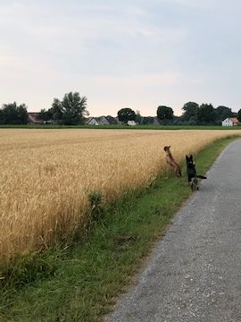 Bild "Henkabenteuer:korntauchen_mit_spike_01.jpg"