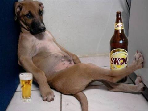 Bild "wachhund.jpg"